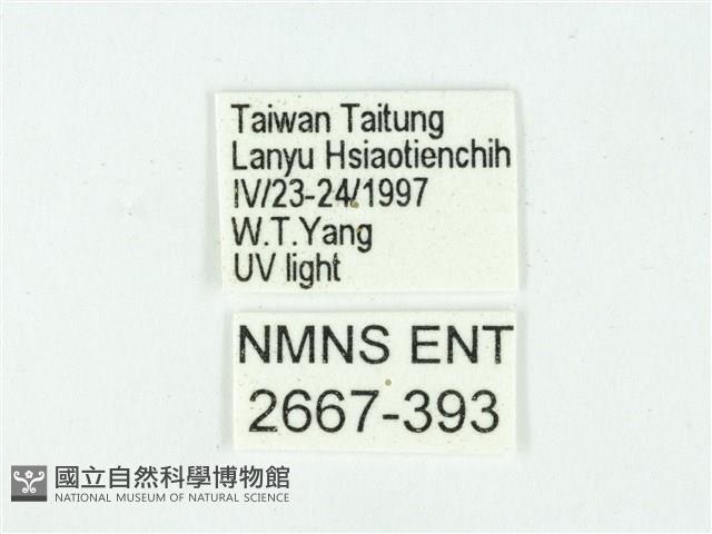 叉紋閃舞蛾藏品圖，第3張