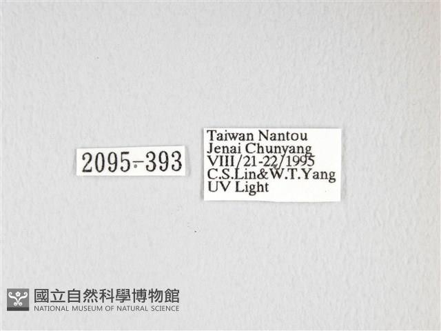 大透目天蠶蛾藏品圖，第3張