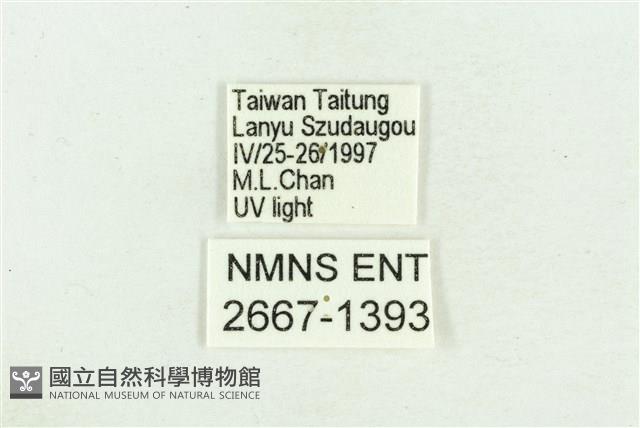 弧角散紋夜蛾藏品圖，第3張