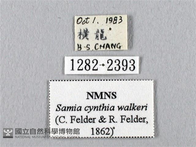 眉紋天蠶蛾藏品圖，第3張