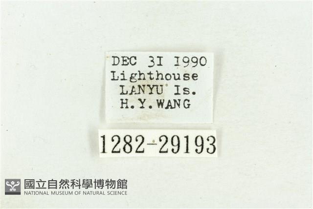 弧角散紋夜蛾藏品圖，第3張