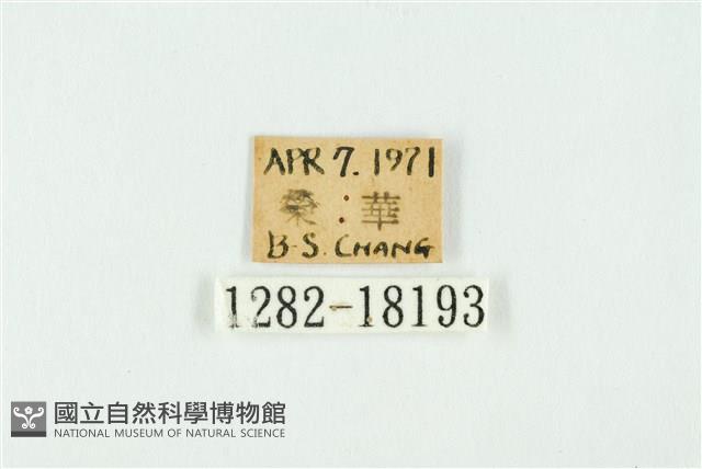 南方洒灰蝶藏品圖，第3張