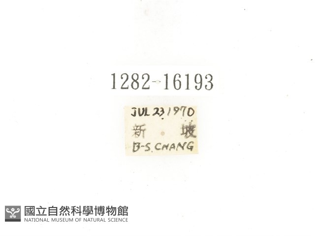 東方白點花金龜藏品圖，第2張