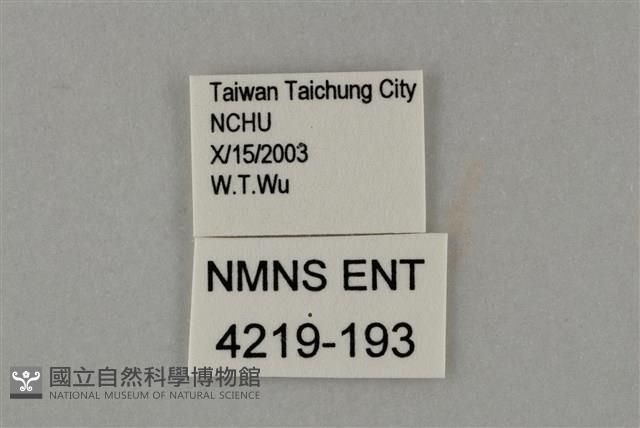 藍灰蝶沖繩亞種藏品圖，第3張