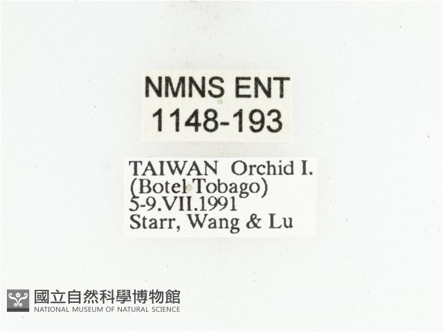 藍艷白點花金龜藏品圖，第2張