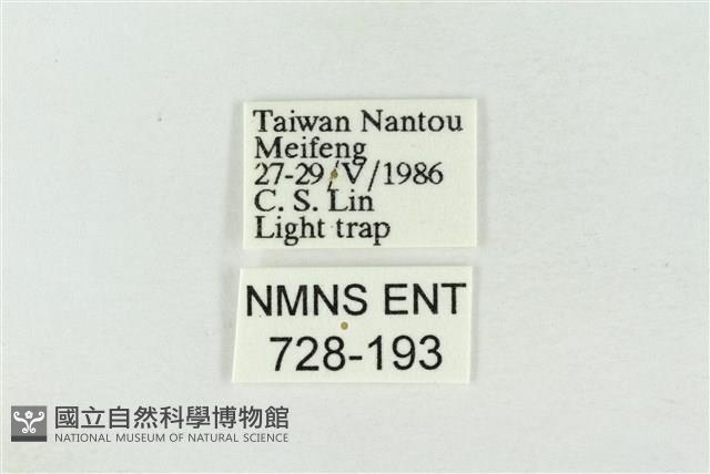 連珠波紋蛾藏品圖，第3張