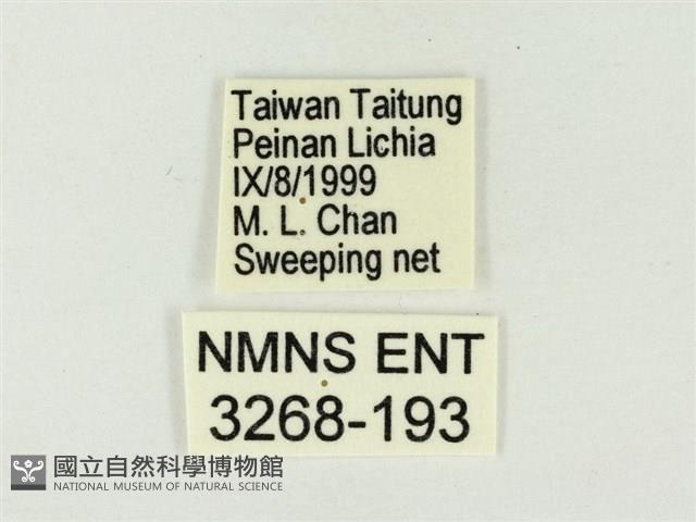 白雅波灰蝶藏品圖，第3張