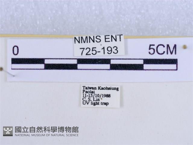 後凸蝶燈蛾藏品圖，第3張