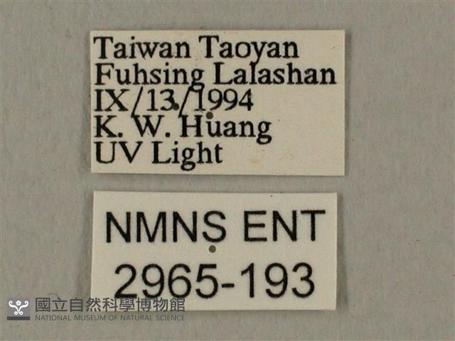 蝦殼天蛾藏品圖，第3張