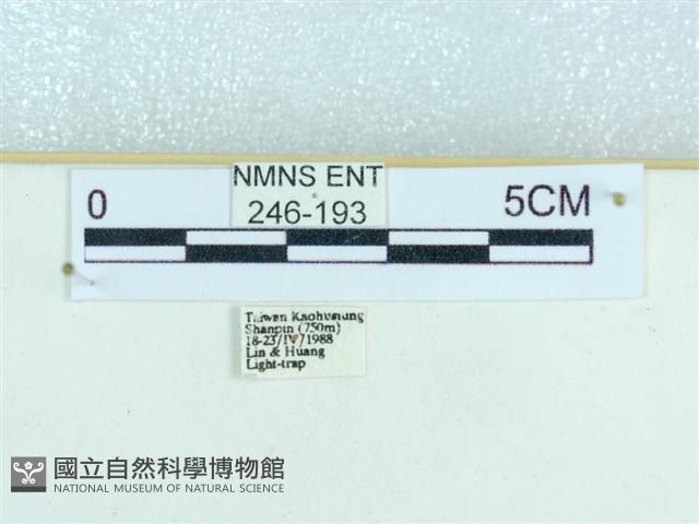 粉蝶燈蛾藏品圖，第3張