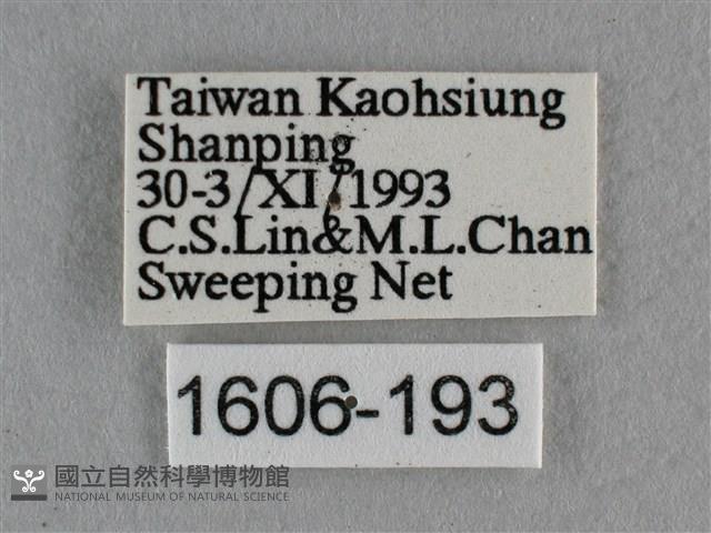 波灰蝶藏品圖，第3張