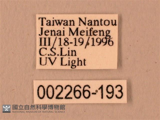 楓天蛾藏品圖，第3張