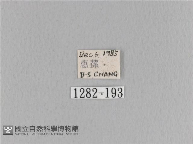 大褐斑枯葉蛾藏品圖，第3張