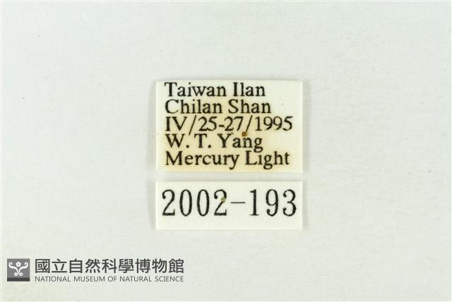 棍棒污燈蛾藏品圖，第3張