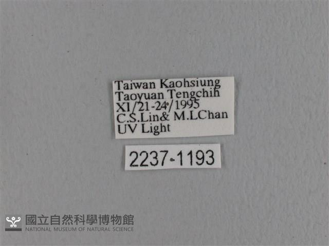 波紋枯葉蛾藏品圖，第3張