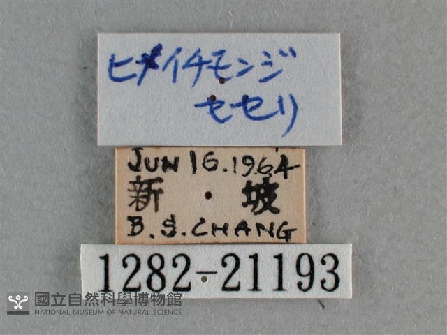 小稻弄蝶藏品圖，第3張