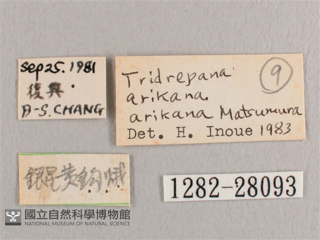 彎黑黃鉤蛾藏品圖，第3張