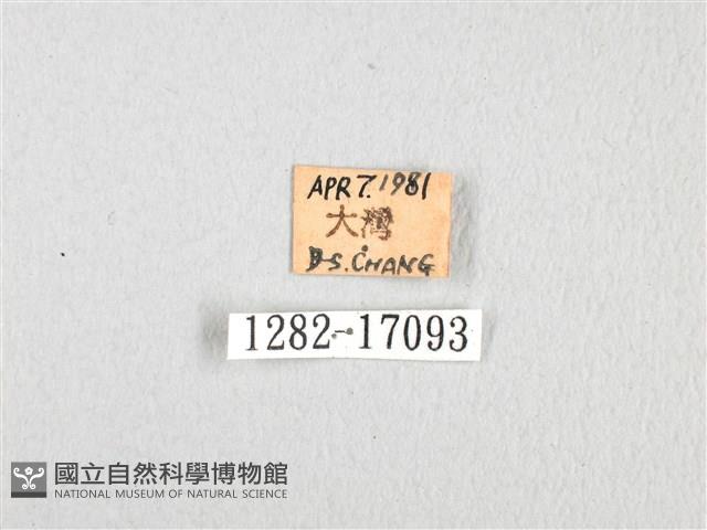 無尾白紋鳳蝶藏品圖，第3張