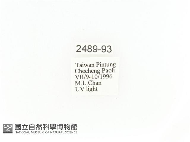 臺灣角金龜藏品圖，第2張