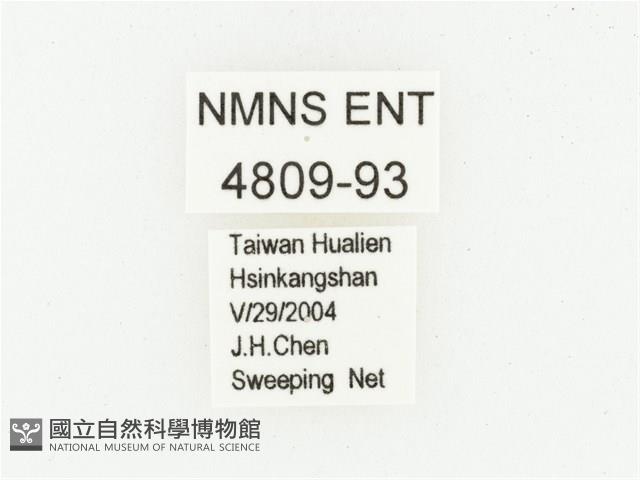 黑虎斑花金龜藏品圖，第2張