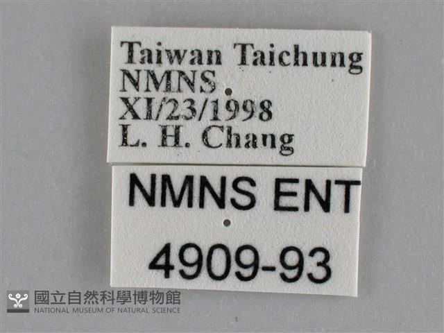 細波遷粉蝶藏品圖，第3張