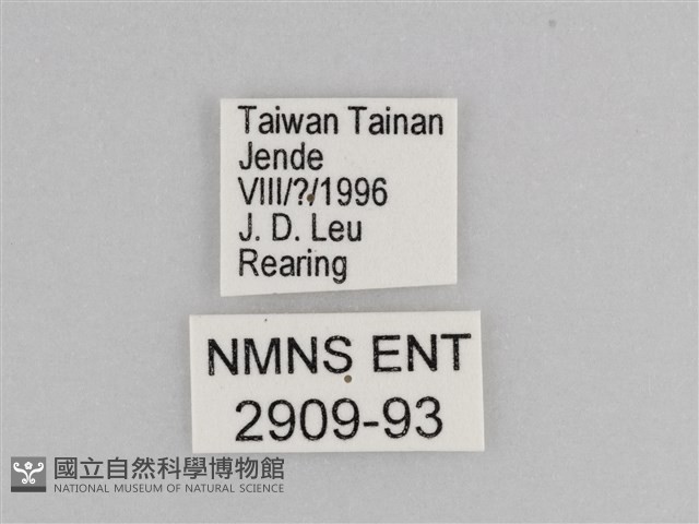 樺斑蝶藏品圖，第3張