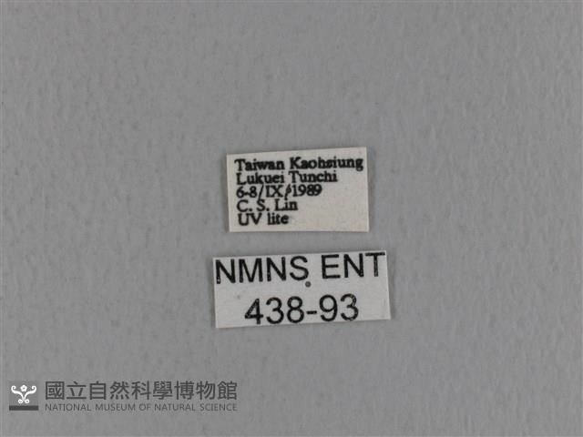 青枯葉蛾藏品圖，第3張