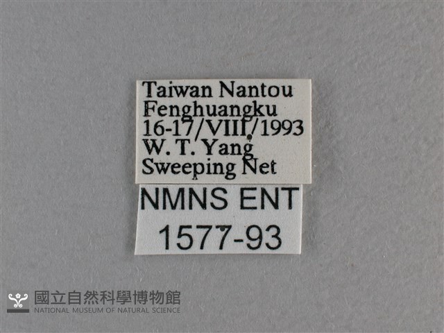 長紋黛眼蝶藏品圖，第3張