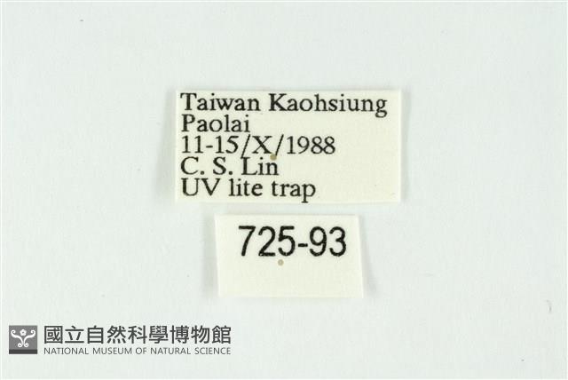 白斑散紋夜蛾藏品圖，第3張