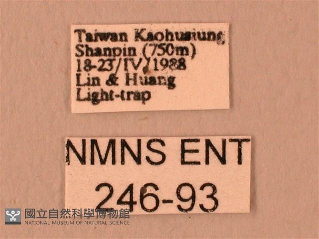 白星天蛾藏品圖，第3張