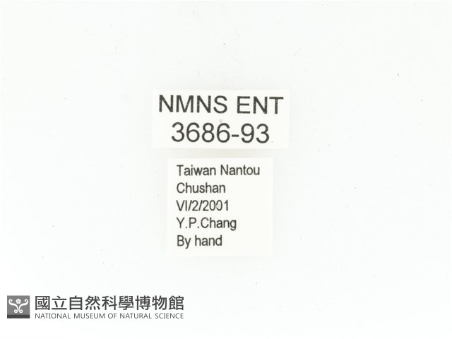 東方白點花金龜藏品圖，第2張