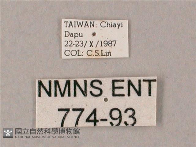 齒翅三線天蛾藏品圖，第3張