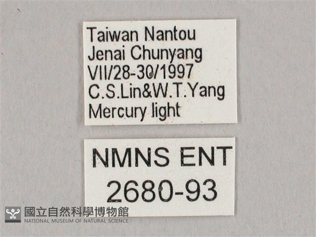 栗六點天蛾藏品圖，第3張