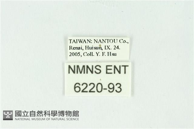 弧弄蝶藏品圖，第3張