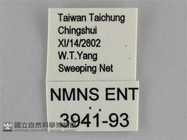 雌擬幻蛺蝶、雌紅紫蛺蝶藏品圖，第3張