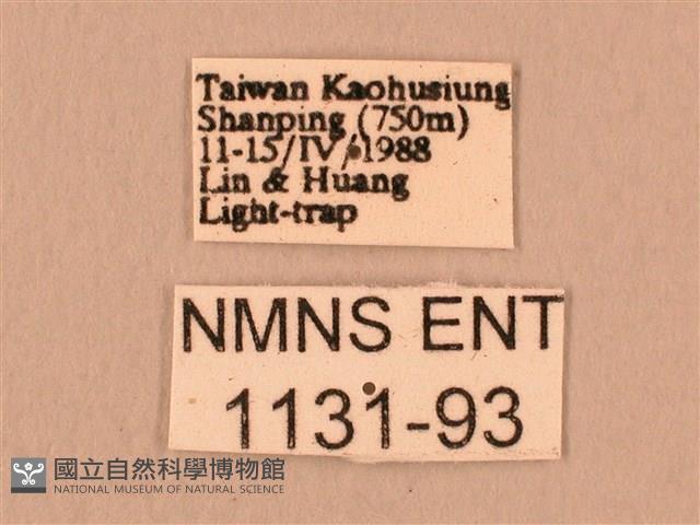 斜線天蛾藏品圖，第3張