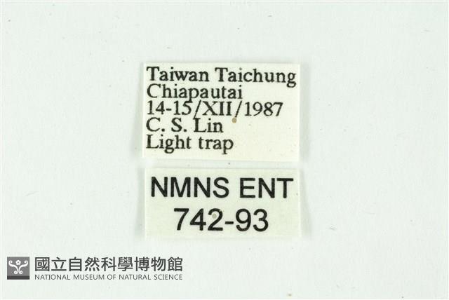 白斑散紋夜蛾藏品圖，第3張