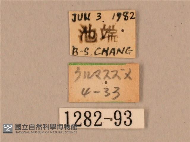 背中白天蛾藏品圖，第3張