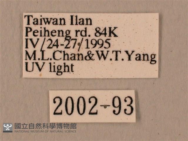 赭色斜帶天蛾藏品圖，第3張