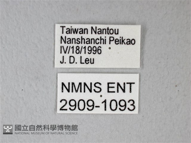 異粉蝶、雌白黃蝶藏品圖，第3張