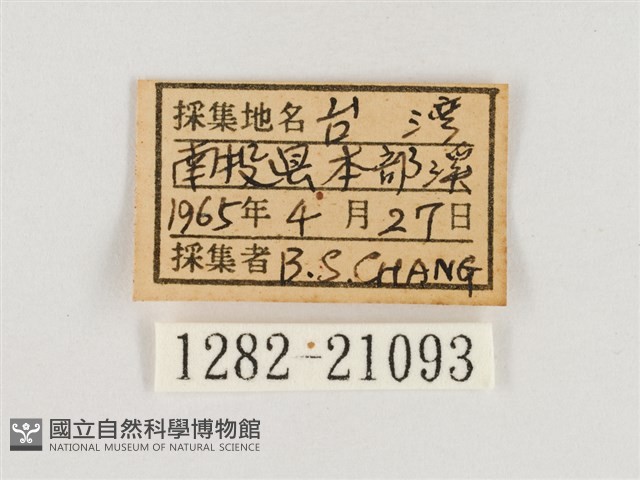 淺色眉眼蝶藏品圖，第3張