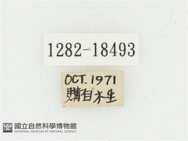 黑虎斑花金龜藏品圖，第2張