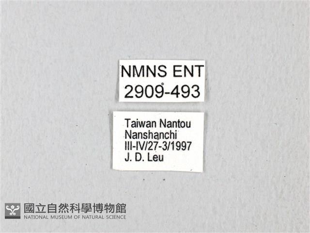 寬帶青鳳蝶藏品圖，第3張
