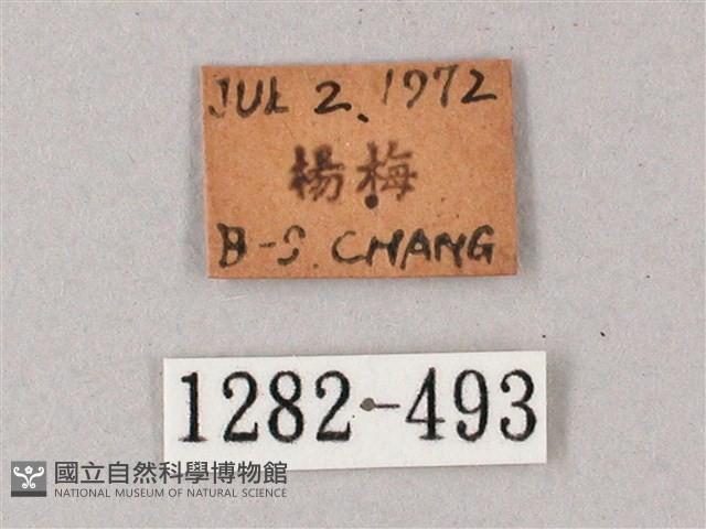 單斜紋天蛾藏品圖，第3張