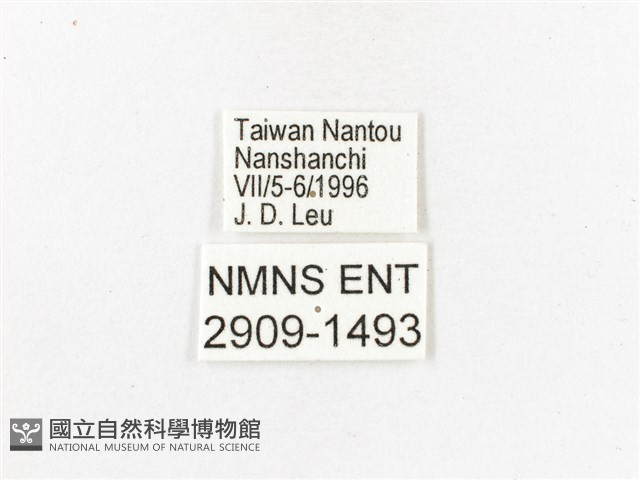 燦蛺蝶藏品圖，第3張