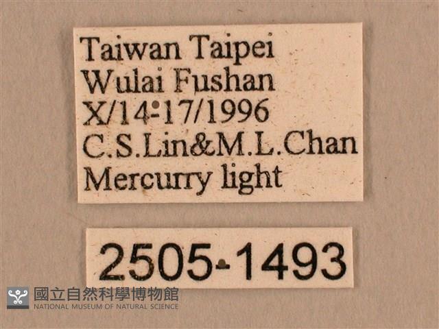 背線天蛾藏品圖，第3張