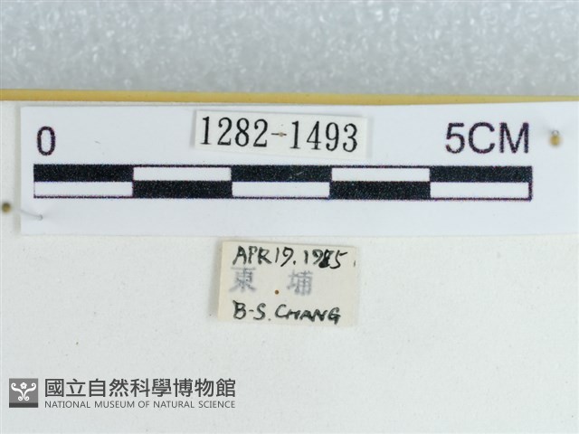粉蝶燈蛾藏品圖，第3張