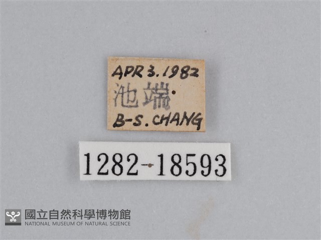 雲紋尖粉蝶藏品圖，第3張