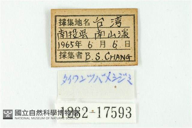 南方燕藍灰蝶藏品圖，第3張