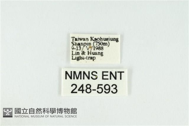 黑翅黃毒蛾藏品圖，第3張